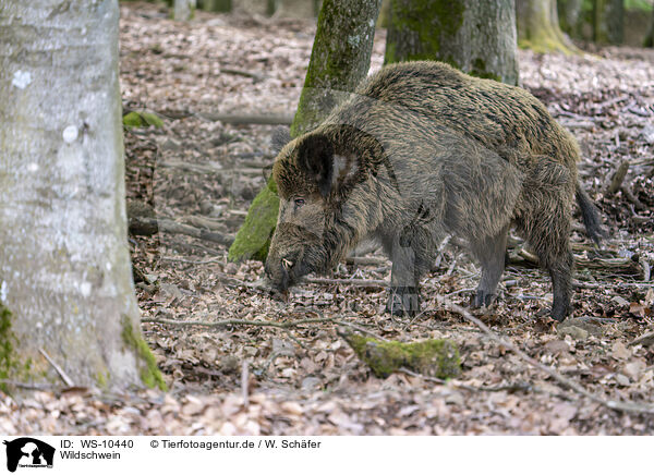 Wildschwein / Wild Boar / WS-10440
