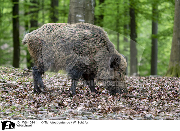 Wildschwein / Wild Boar / WS-10441