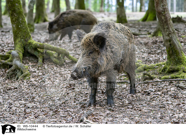 Wildschweine / wildboars / WS-10444