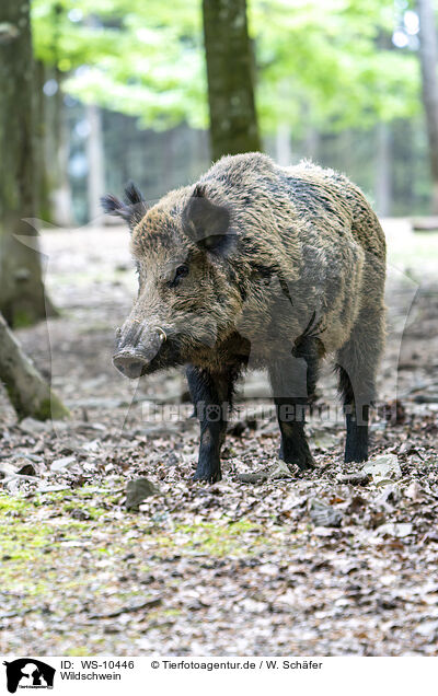 Wildschwein / wild boar / WS-10446