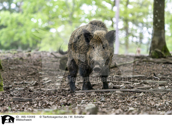 Wildschwein / wild boar / WS-10449