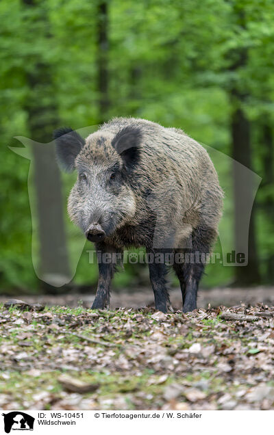 Wildschwein / wild boar / WS-10451