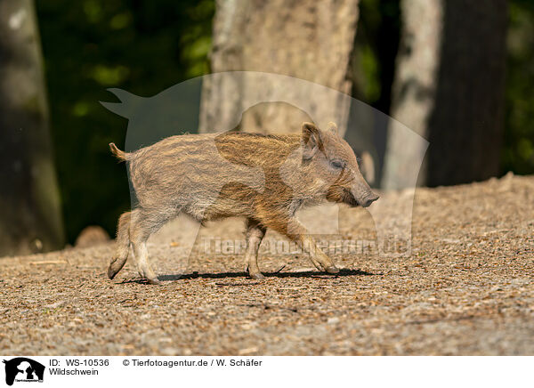 Wildschwein / wild boar / WS-10536