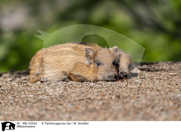 Wildschweine / WS-10542