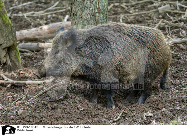 Wildschwein / wild boar / WS-10543