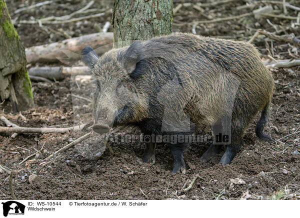 Wildschwein / wild boar / WS-10544