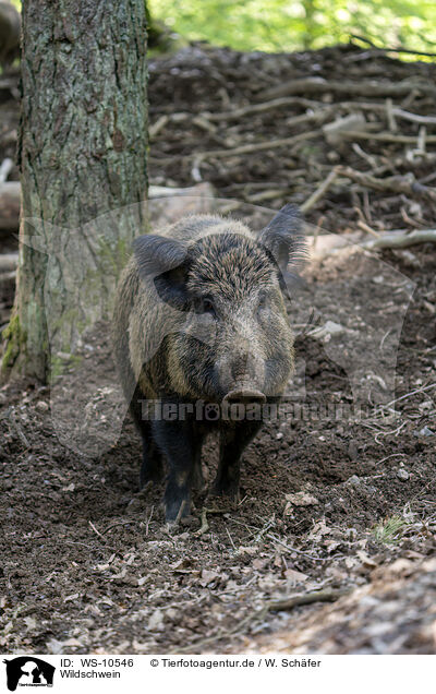 Wildschwein / wild boar / WS-10546
