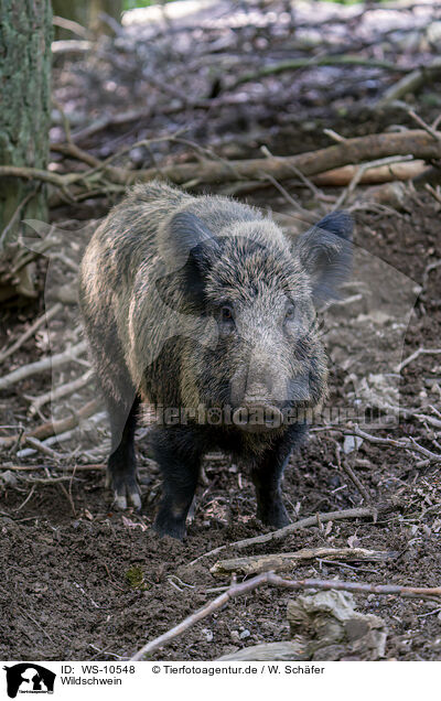 Wildschwein / wild boar / WS-10548