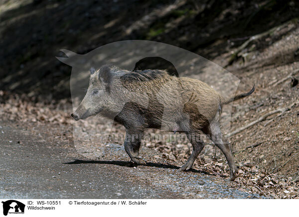 Wildschwein / wild boar / WS-10551