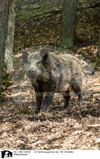 Wildschwein / wild boar / WS-10552
