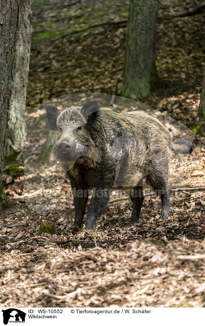 Wildschwein / WS-10552