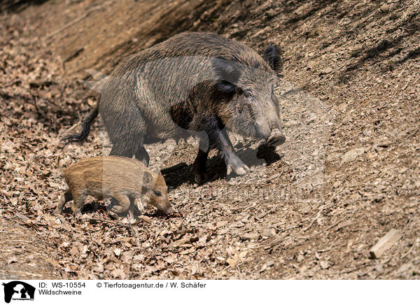 Wildschweine / wild boars / WS-10554