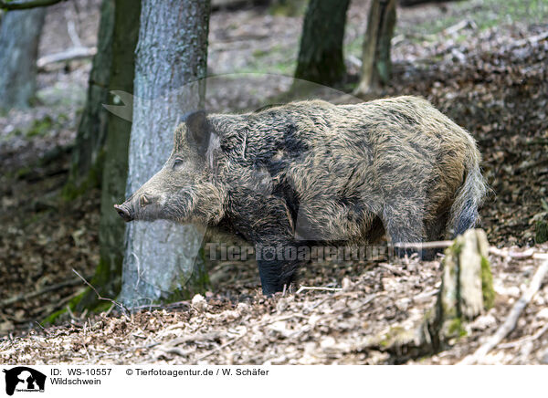 Wildschwein / wild boar / WS-10557