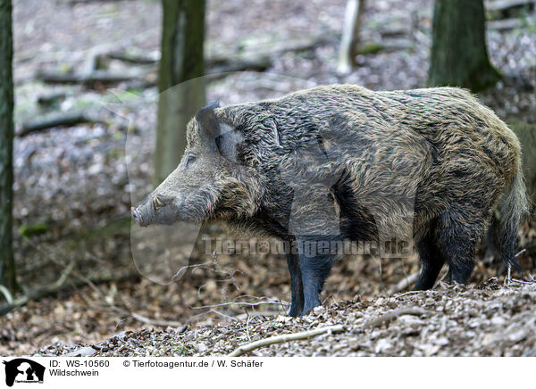 Wildschwein / wild boar / WS-10560