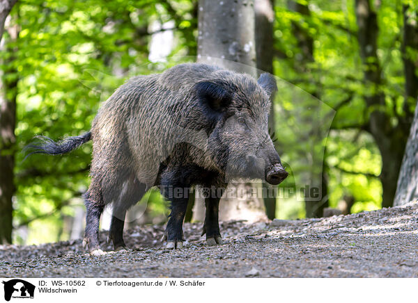 Wildschwein / wild boar / WS-10562