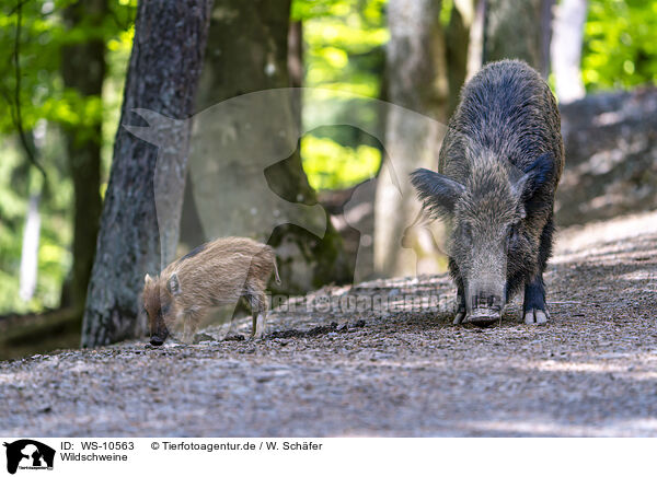 Wildschweine / wild boars / WS-10563