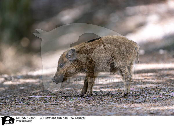 Wildschwein / WS-10564