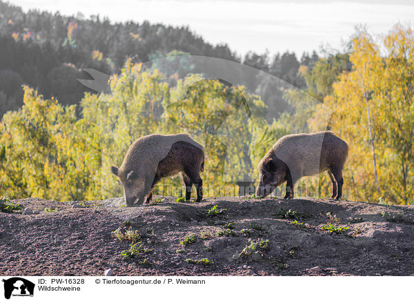 Wildschweine / wildboars / PW-16328