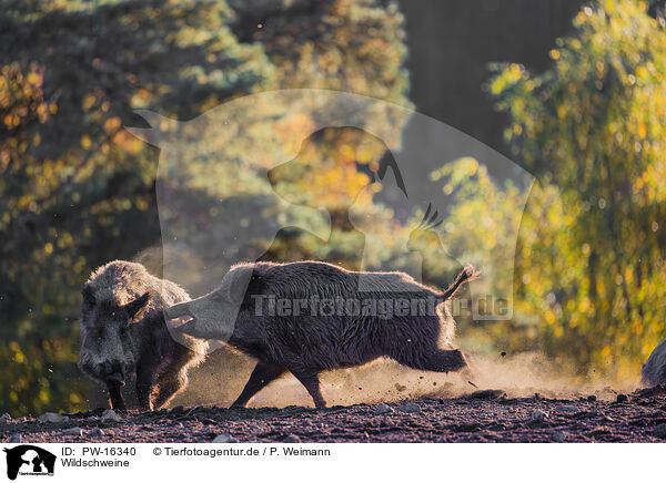 Wildschweine / wildboars / PW-16340