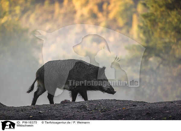 Wildschwein / wildboar / PW-16375
