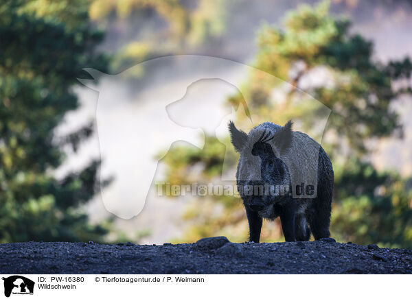 Wildschwein / wildboar / PW-16380