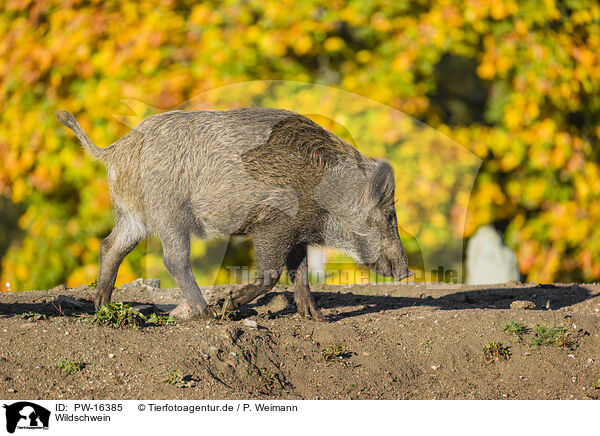 Wildschwein / wildboar / PW-16385