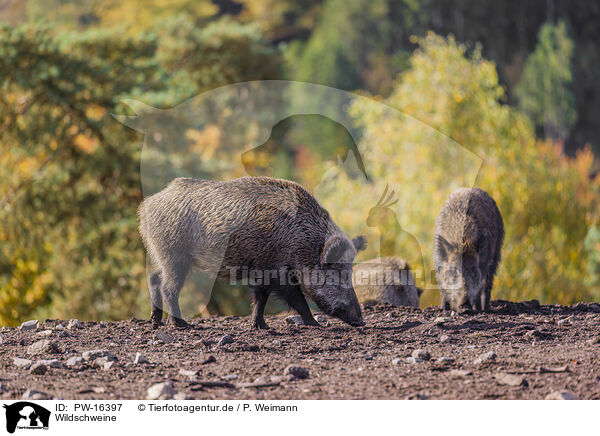 Wildschweine / PW-16397