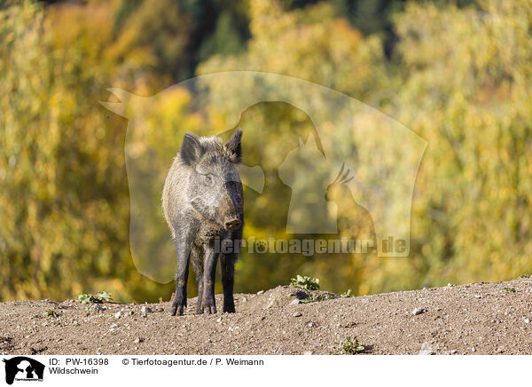 Wildschwein / PW-16398