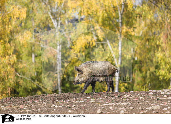 Wildschwein / wildboar / PW-16402