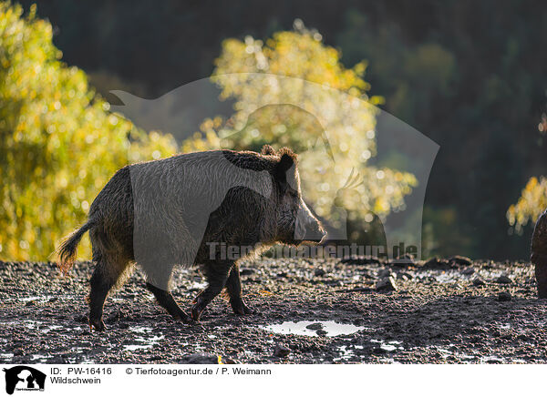 Wildschwein / wildboar / PW-16416