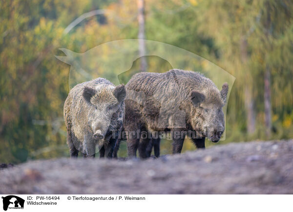 Wildschweine / wildboars / PW-16494