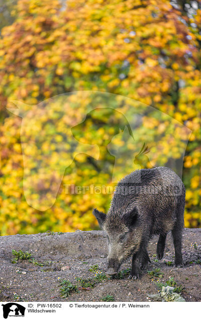 Wildschwein / wildboar / PW-16502