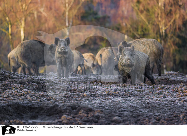 Wildschweine / wildboars / PW-17222