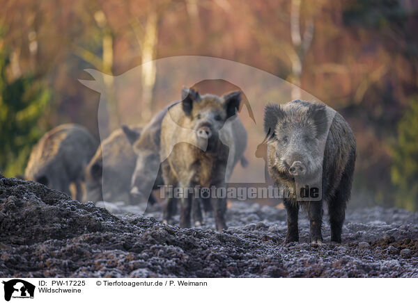 Wildschweine / wildboars / PW-17225