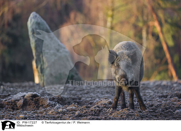 Wildschwein / wildboar / PW-17227