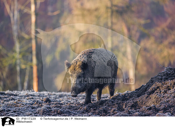 Wildschwein / wildboar / PW-17229