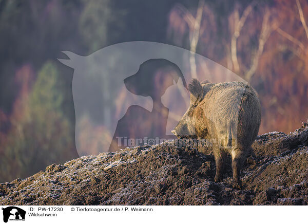 Wildschwein / wildboar / PW-17230