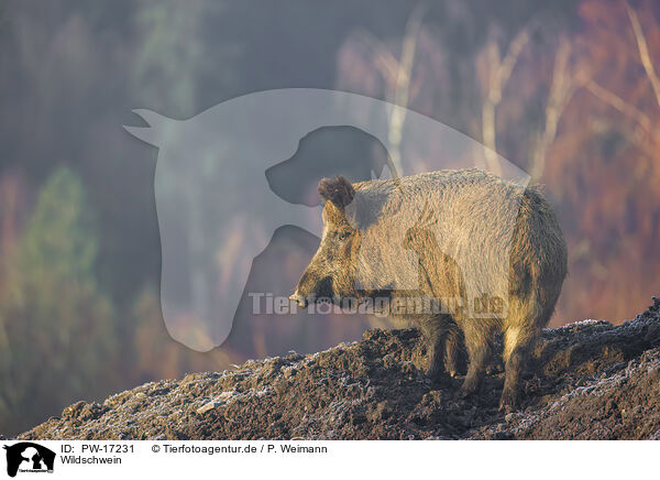 Wildschwein / wildboar / PW-17231