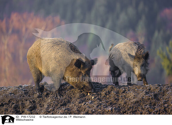 Wildschweine / wildboars / PW-17232
