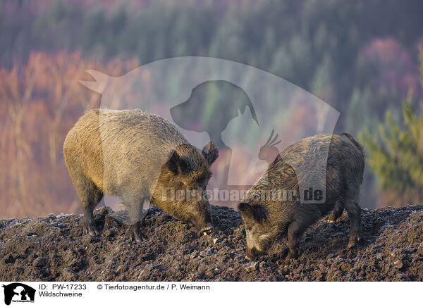 Wildschweine / wildboars / PW-17233