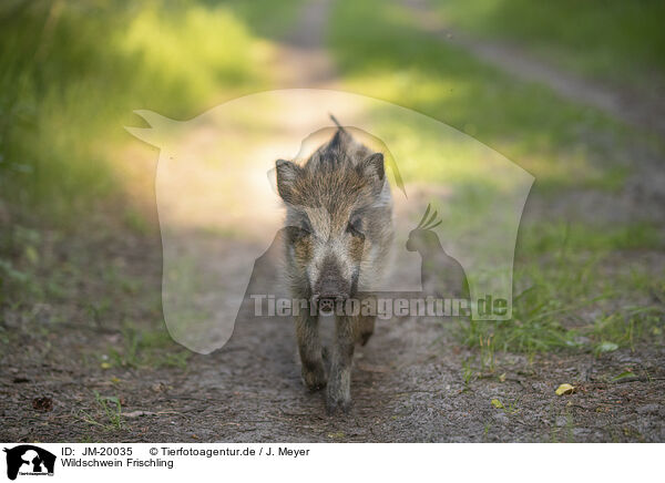 Wildschwein Frischling / wildboar piglet / JM-20035