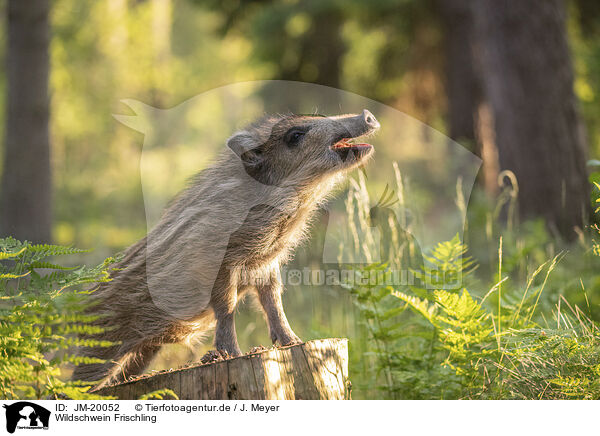 Wildschwein Frischling / JM-20052
