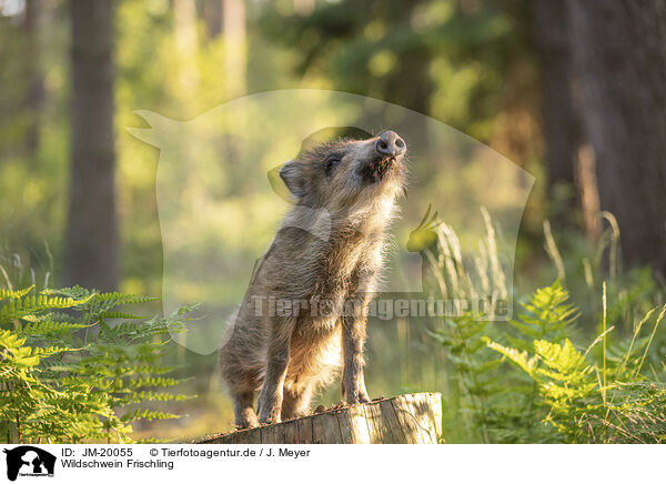 Wildschwein Frischling / wildboar piglet / JM-20055