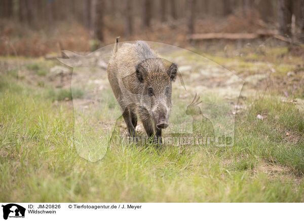 Wildschwein / wildboar / JM-20826