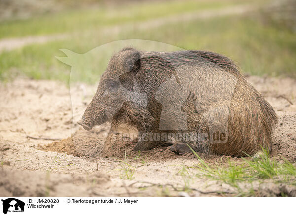 Wildschwein / wildboar / JM-20828