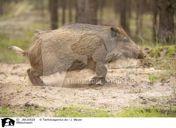 Wildschwein / wildboar / JM-20829
