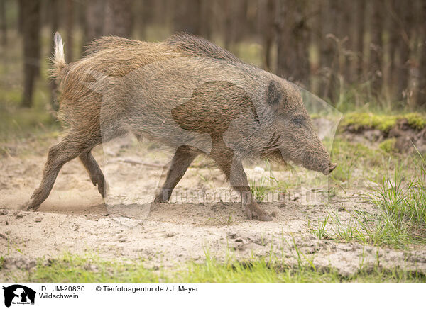 Wildschwein / wildboar / JM-20830