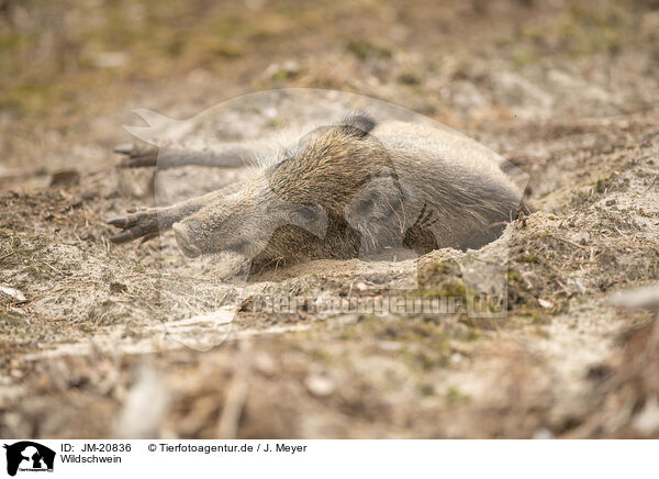 Wildschwein / wildboar / JM-20836