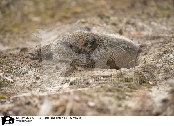 Wildschwein / wildboar / JM-20837