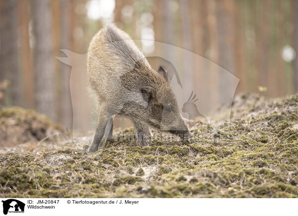 Wildschwein / wildboar / JM-20847